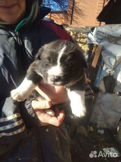 Щенки хаски