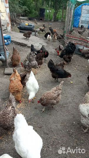 Куры несушки продам