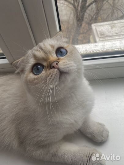 Шотландский кот вязка