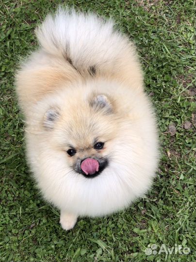 Щенки померанского шпица