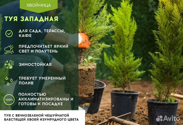 Туи с доставкой и посадкой