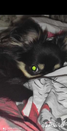 Вязка кобель чихуахуа