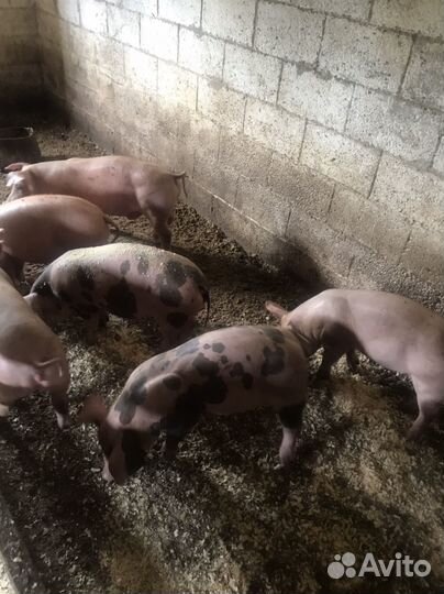 Поросята,супоросные свиноматки,хряк
