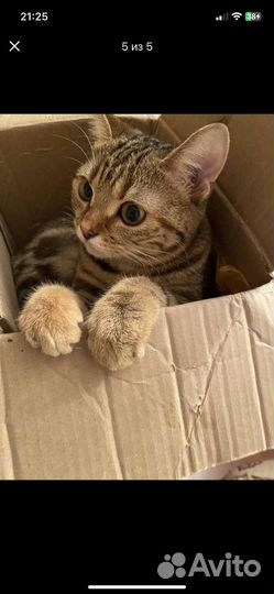 Бенгальская кошка