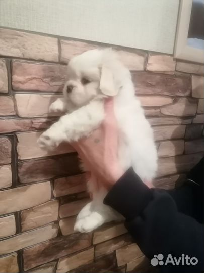 Щенки пекинеса