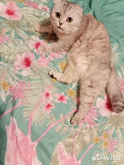 Кошка вислоухая