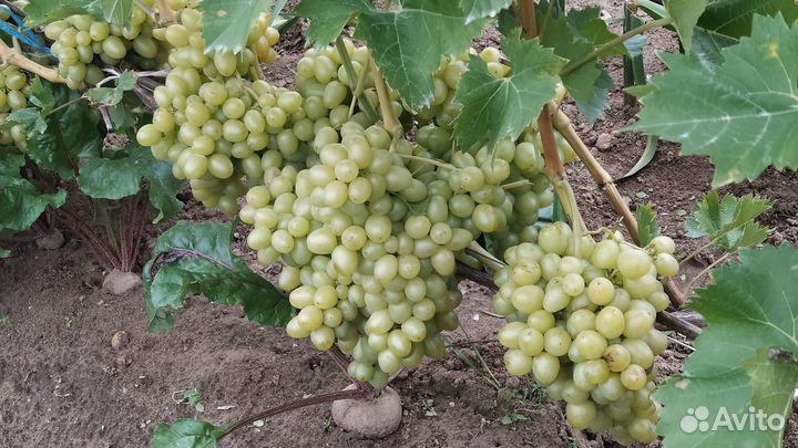 Вегетирующие саженцы винограда