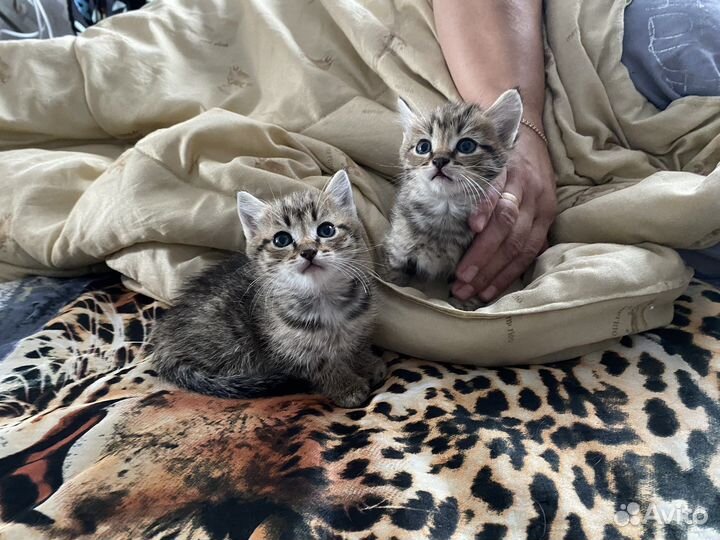 Котята в добрые руки даром