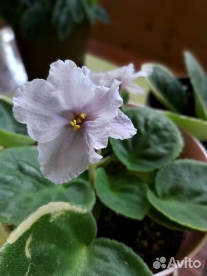 Фиалка в горшке