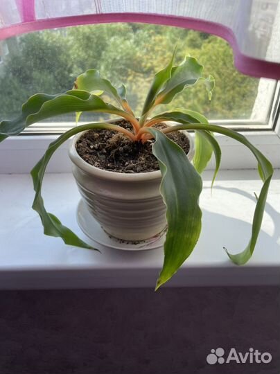 Продам комнатные цветы