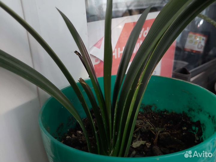 Рассада горького перца и молочай