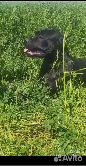 Щенки кане корсо