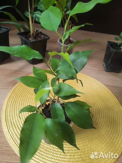 Комнатные цветы