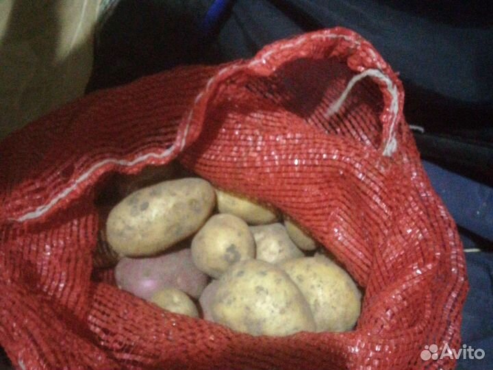 Продается картофель