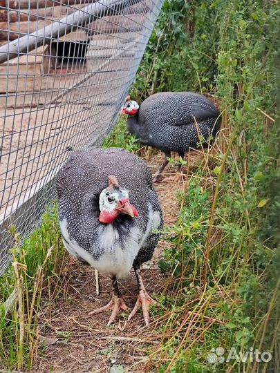 Цесарки самец и самка, Петухи и куры