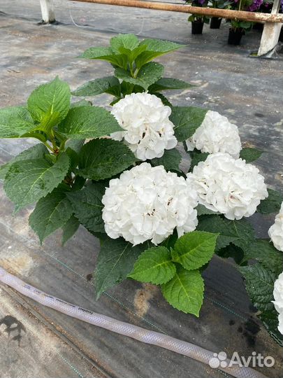 Гортензия саженцы