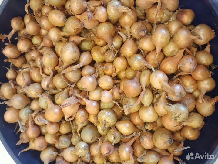 Лук севок озимый