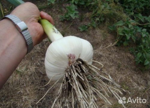 Чеснок семенной Гулливер для посадки