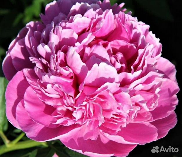 Корни пионов