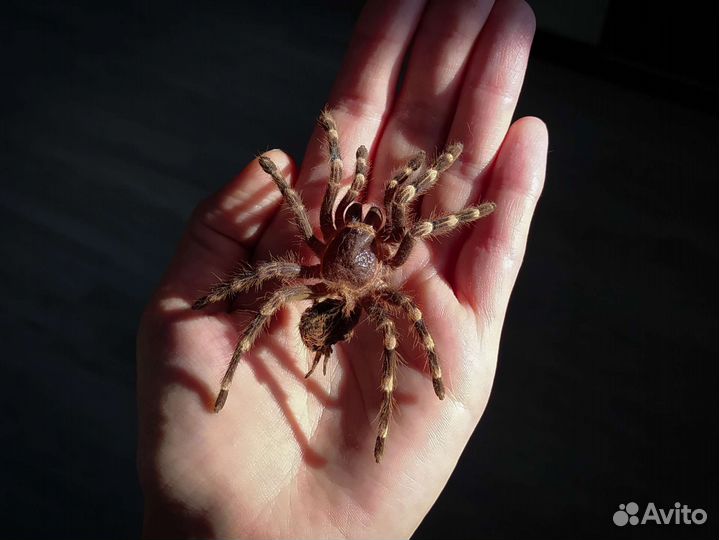 Шкурка паука-птицееда