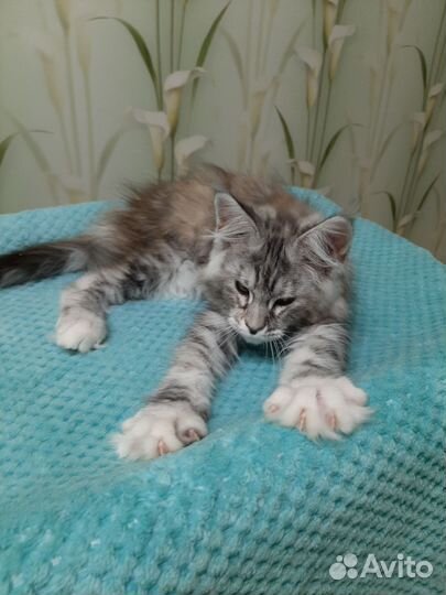 Котята мейн-кун