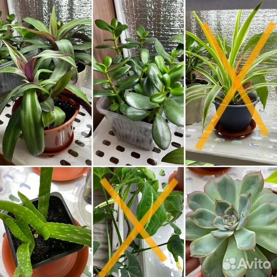 Комнатные растения