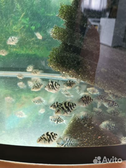 Сапфировые попугайчики