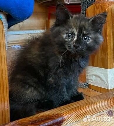 Пушистая Ася в дар