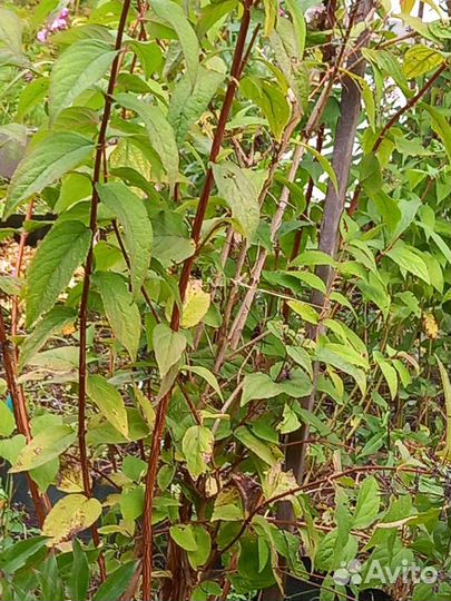 Крыжовник штамбовый