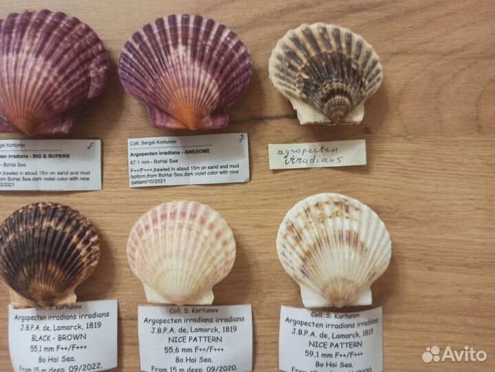 Морские раковины