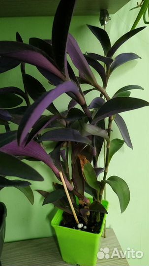 Комнатные растения