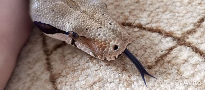 Императорский удав