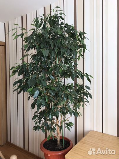 Фикус Бенджамина, большой