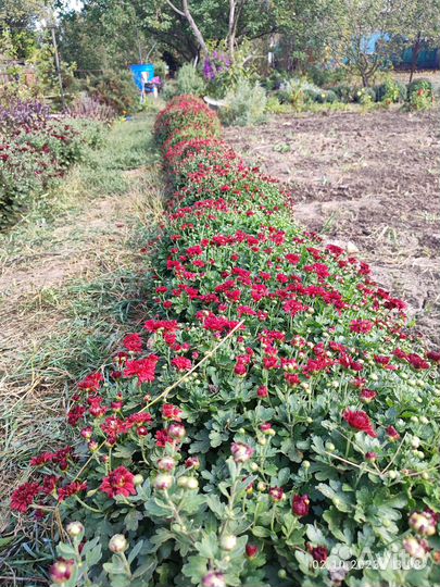 Хризантема мультифлора