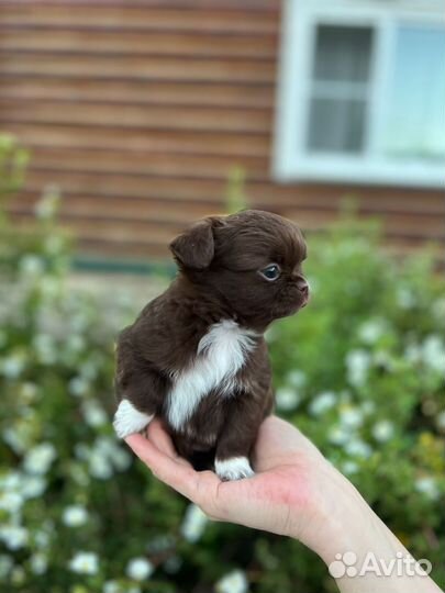 Кукольная девочка чихуахуа