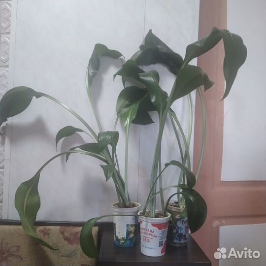 Эухарис амазонская лилия