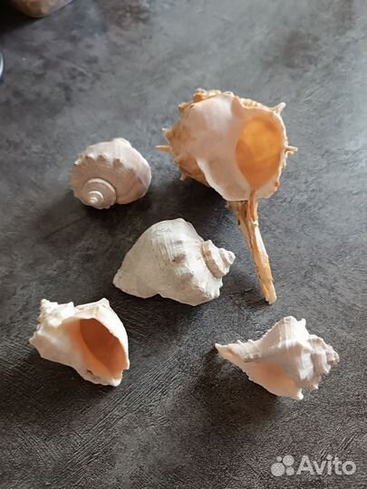 Морские ракушки