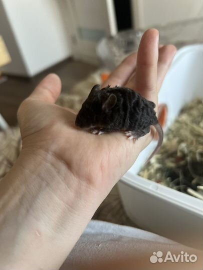 Декоративные мышки