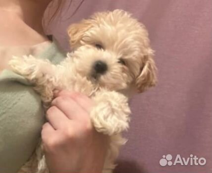 Мальтипу ф1f1 крем Мини и микро Москва