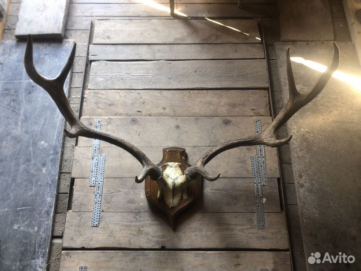 Рога оленя