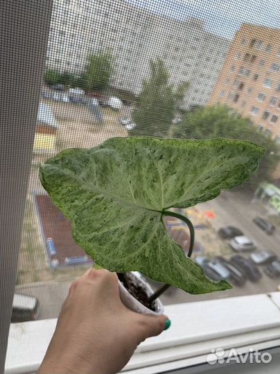 Сингониум фриклес