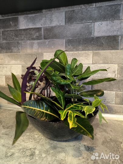 Комнатные цветы