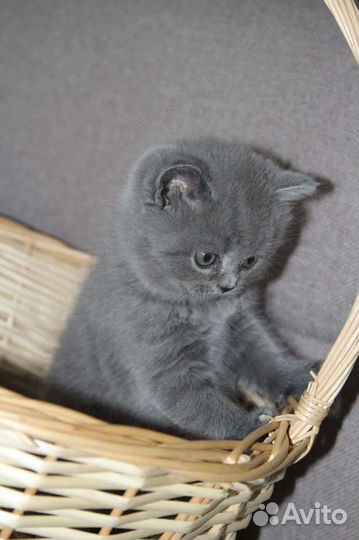 Британские котята