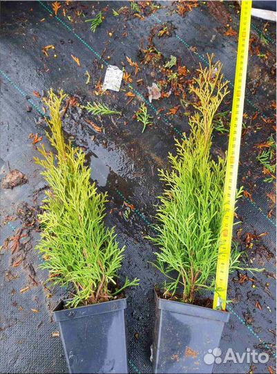 Туя Смарагд горшок Р9/Оптом