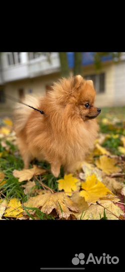 Померанский шпиц вязка кобель