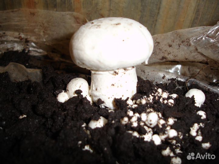 Мицелий (грибница) вешенки, шампиньона, шиитаке, з