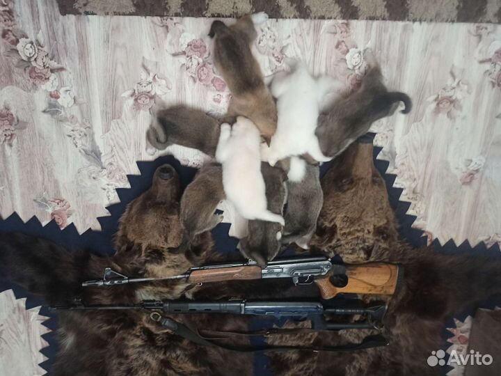 Продаю щенков западно сибирской лайки