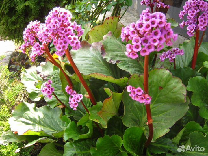 Бадан,Морозник,Седум,Флоксы,Физостегия