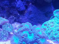 Живые морские кораллы
