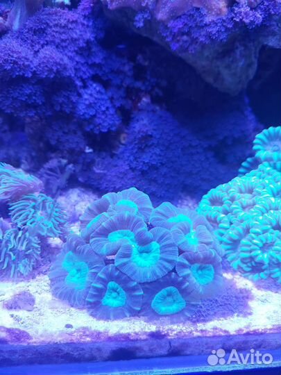 Живые морские кораллы
